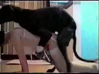 Animal Sex Film - Chubby girlfriend in white underware fucking a dark dog